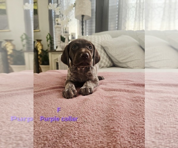 Medium Photo #7 German Shorthaired Pointer Puppy For Sale in COLUMBIA, KY, USA
