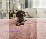Small #6 German Shorthaired Pointer