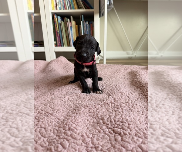 Medium Photo #1 Great Dane Puppy For Sale in BLYTHEWOOD, SC, USA