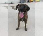 FOXY - Female Black Mouth Cur Dog for Adoption - Small photo