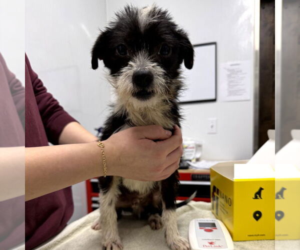 Medium Photo #1 Mutt Puppy For Sale in Chico, CA, USA