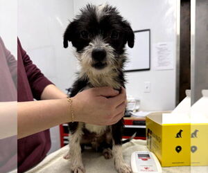 Mutt Dogs for adoption in Chico, CA, USA