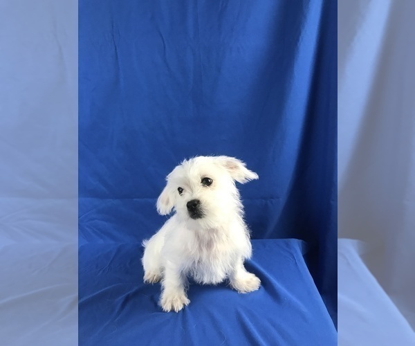 Medium Photo #3 Shih Tzu-Unknown Mix Puppy For Sale in TUCSON, AZ, USA
