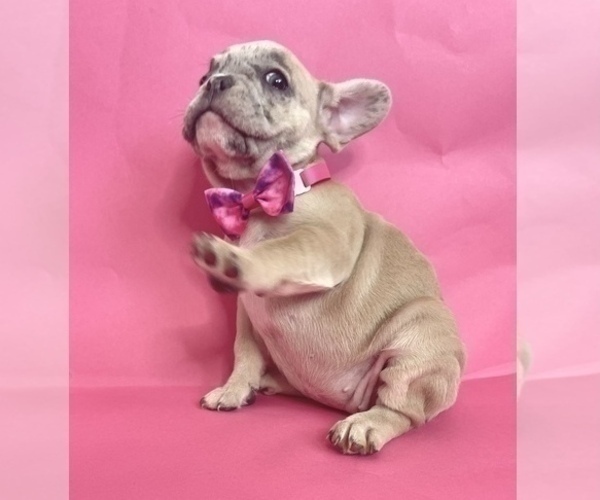 Medium Photo #3 French Bulldog Puppy For Sale in PHILADELPHIA, PA, USA