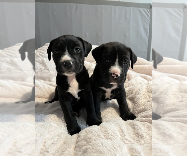 Medium Photo #1 American Pit Bull Terrier-Labrador Retriever Mix Puppy For Sale in JETERSVILLE, VA, USA