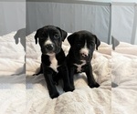 Small Photo #1 American Pit Bull Terrier-Labrador Retriever Mix Puppy For Sale in JETERSVILLE, VA, USA