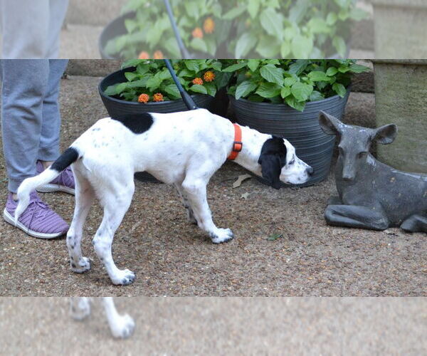 Medium Photo #2 Great Pyrenees-Pointer Mix Puppy For Sale in Germanton, TN, USA