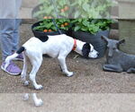 Small #1 Great Pyrenees-Pointer Mix