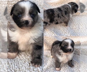 Miniature Australian Shepherd Puppy for sale in BROOKER, FL, USA