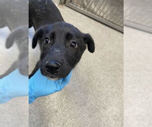 German Shepherd Dog-Unknown Mix Dogs for adoption in Tallahassee, FL, USA