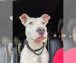 Small #2 Bull Terrier Mix