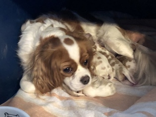 Mother of the Cavalier King Charles Spaniel puppies born on 01/10/2019