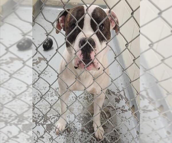 Medium Photo #1 American Pit Bull Terrier-Unknown Mix Puppy For Sale in Anchorage, AK, USA