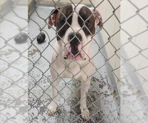 American Pit Bull Terrier-Unknown Mix Dogs for adoption in Anchorage, AK, USA