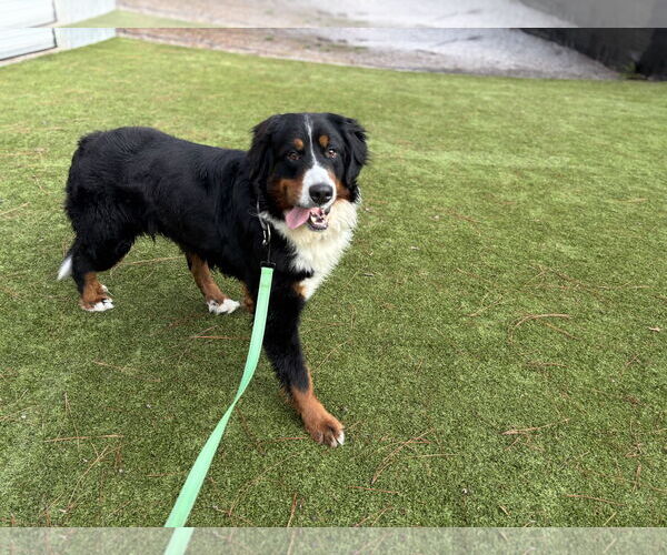 Medium Photo #4 Bernese Mountain Dog Puppy For Sale in Valrico, FL, USA