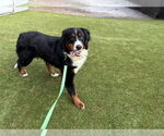 Small #3 Bernese Mountain Dog