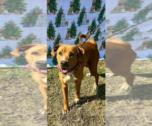American Staffordshire Terrier-Golden Retriever Mix Dogs for adoption in Oakhurst, NJ, USA