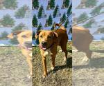 Small American Staffordshire Terrier-Golden Retriever Mix