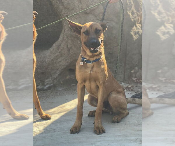 Medium Photo #12 Mutt Puppy For Sale in Dana Point, CA, USA