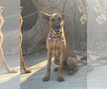 Small #11 Mutt