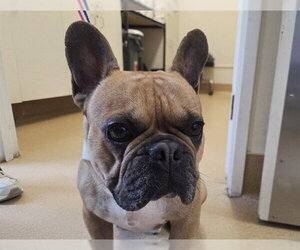 French Bulldog Dogs for adoption in San Clemente, CA, USA