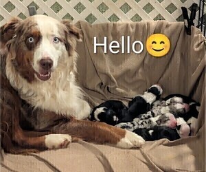 Australian Shepherd Litter for sale in SYLVA, NC, USA