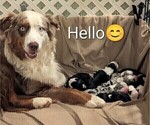 Image preview for Ad Listing. Nickname: Litter of 8