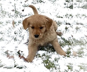 Golden Retriever Puppy for Sale in FAIR HAVEN, Michigan USA