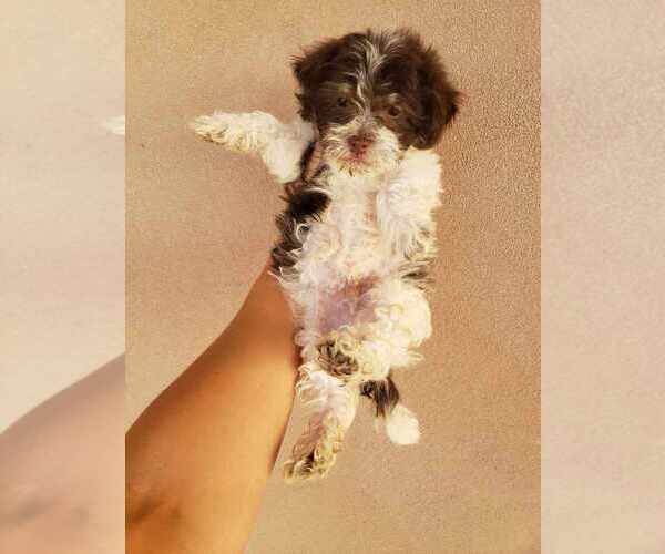 Medium Photo #19 Havanese Puppy For Sale in CASA GRANDE, AZ, USA
