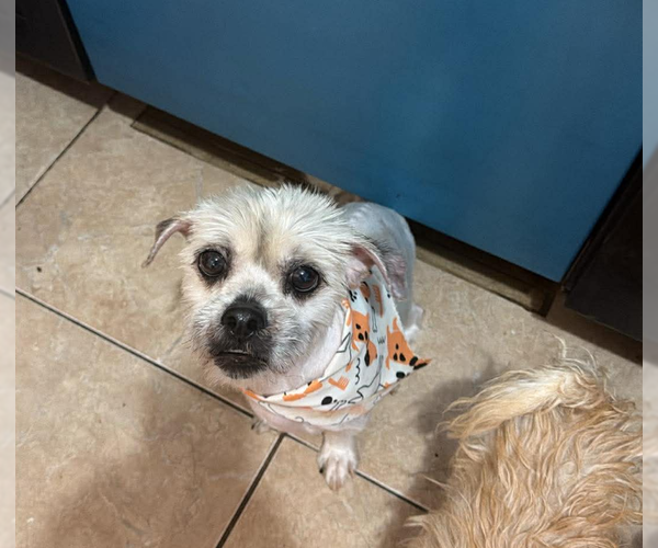 Medium Photo #3 Shih Tzu-Unknown Mix Puppy For Sale in Cranston, RI, USA