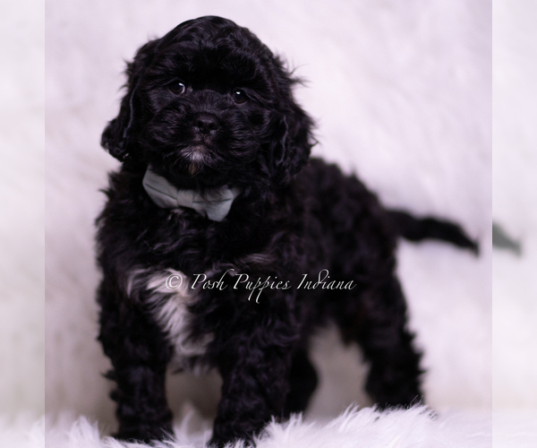Medium Photo #1 Cavapoo (Miniature) Puppy For Sale in WARSAW, IN, USA
