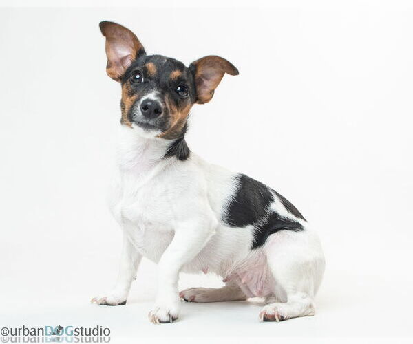 Medium Photo #3 Jack Russell Terrier-Unknown Mix Puppy For Sale in Tampa, FL, USA