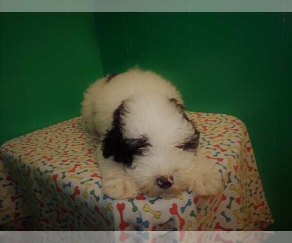 Medium Photo #6 Miniature Bernedoodle Puppy For Sale in PATERSON, NJ, USA