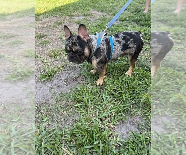 Medium Photo #2 French Bulldog Puppy For Sale in CLEWISTON, FL, USA