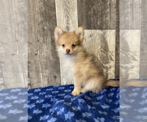 Pomeranian Puppy for sale in CANOGA, NY, USA