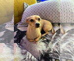 Small #3 Chiweenie