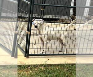 American Staffordshire Terrier-Unknown Mix Dogs for adoption in San Antonio, TX, USA