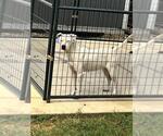 Small American Staffordshire Terrier Mix