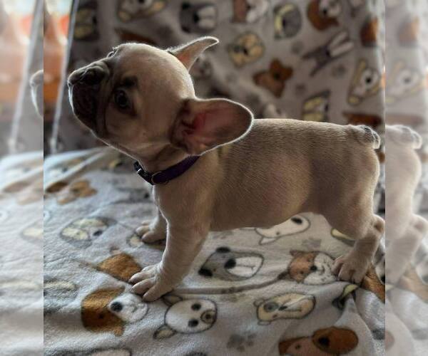 Medium Photo #9 French Bulldog Puppy For Sale in UNDERWOOD, IA, USA