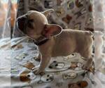 Small Photo #9 French Bulldog Puppy For Sale in UNDERWOOD, IA, USA