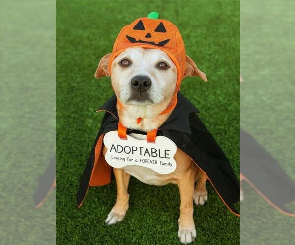 Medium Photo #4 American Pit Bull Terrier-Unknown Mix Puppy For Sale in Las Vegas, NV, USA