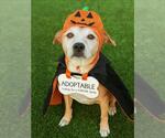Small #3 American Pit Bull Terrier Mix