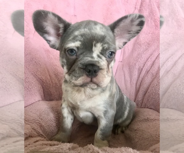 Medium Photo #2 French Bulldog Puppy For Sale in COCOA, FL, USA
