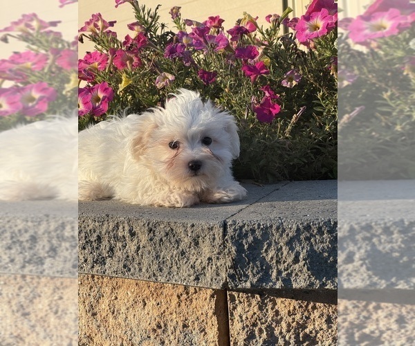 Medium Photo #5 Coton de Tulear-Poodle (Toy) Mix Puppy For Sale in CANOGA, NY, USA