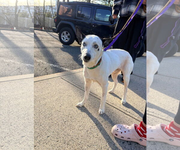 Medium Photo #1 Mutt Puppy For Sale in Westwood, NJ, USA