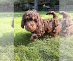 Small #4 Aussiedoodle
