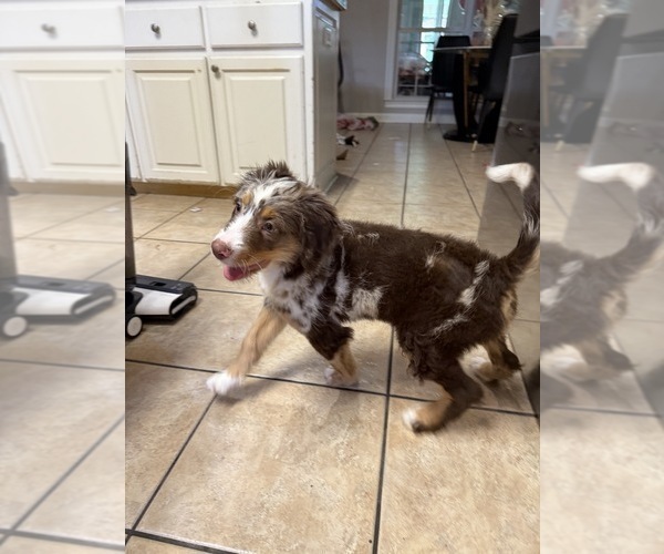 Medium Photo #6 Bernedoodle Puppy For Sale in CABOT, AR, USA