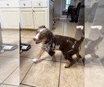 Small #5 Bernedoodle
