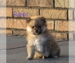 Small Photo #5 Pomeranian Puppy For Sale in BLUFORD, IL, USA
