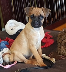 Puggle Puppy for sale in MACUNGIE, PA, USA